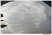 Mute-Swan-feathers-5